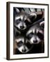 Three Young Raccoons Peer out of Their Nest at the Florida Wild Mammal Association-null-Framed Premium Photographic Print