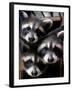 Three Young Raccoons Peer out of Their Nest at the Florida Wild Mammal Association-null-Framed Premium Photographic Print