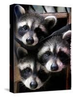 Three Young Raccoons Peer out of Their Nest at the Florida Wild Mammal Association-null-Stretched Canvas