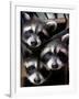 Three Young Raccoons Peer out of Their Nest at the Florida Wild Mammal Association-null-Framed Photographic Print