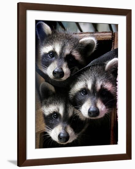 Three Young Raccoons Peer out of Their Nest at the Florida Wild Mammal Association-null-Framed Photographic Print