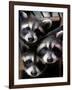 Three Young Raccoons Peer out of Their Nest at the Florida Wild Mammal Association-null-Framed Photographic Print