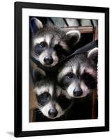 Three Young Raccoons Peer out of Their Nest at the Florida Wild Mammal Association-null-Framed Photographic Print