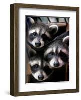 Three Young Raccoons Peer out of Their Nest at the Florida Wild Mammal Association-null-Framed Photographic Print