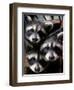 Three Young Raccoons Peer out of Their Nest at the Florida Wild Mammal Association-null-Framed Photographic Print