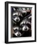 Three Young Raccoons Peer out of Their Nest at the Florida Wild Mammal Association-null-Framed Photographic Print