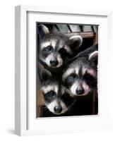 Three Young Raccoons Peer out of Their Nest at the Florida Wild Mammal Association-null-Framed Photographic Print