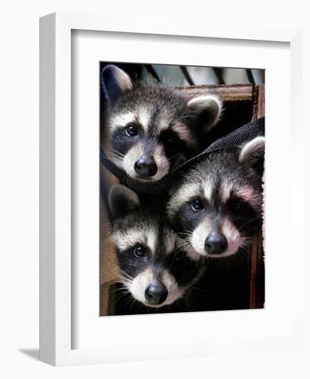 Three Young Raccoons Peer out of Their Nest at the Florida Wild Mammal Association-null-Framed Photographic Print