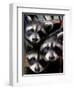 Three Young Raccoons Peer out of Their Nest at the Florida Wild Mammal Association-null-Framed Photographic Print