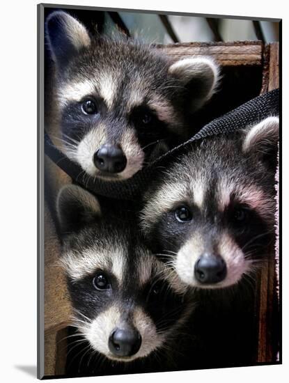 Three Young Raccoons Peer out of Their Nest at the Florida Wild Mammal Association-null-Mounted Photographic Print