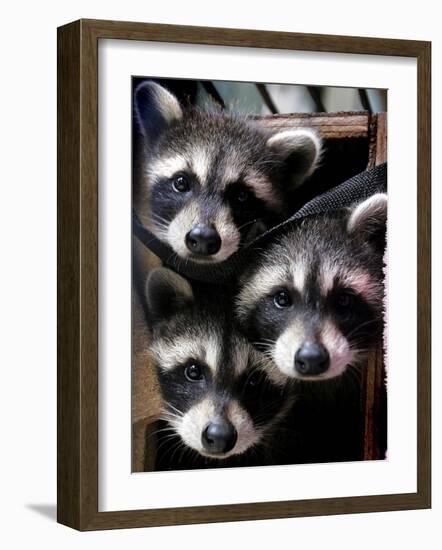 Three Young Raccoons Peer out of Their Nest at the Florida Wild Mammal Association-null-Framed Photographic Print