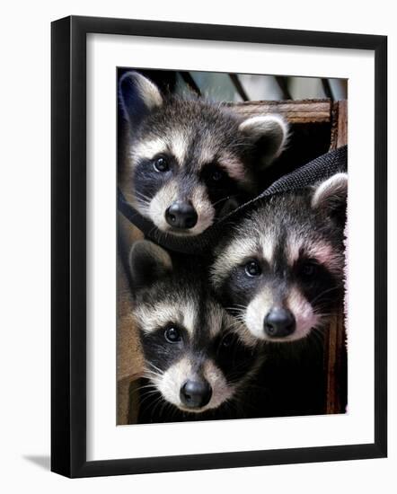 Three Young Raccoons Peer out of Their Nest at the Florida Wild Mammal Association-null-Framed Photographic Print