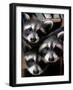 Three Young Raccoons Peer out of Their Nest at the Florida Wild Mammal Association-null-Framed Photographic Print