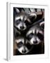 Three Young Raccoons Peer out of Their Nest at the Florida Wild Mammal Association-null-Framed Photographic Print