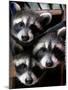 Three Young Raccoons Peer out of Their Nest at the Florida Wild Mammal Association-null-Mounted Photographic Print