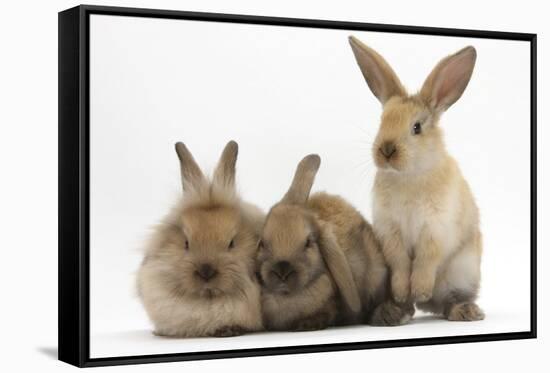 Three Young Sandy Rabbits-Mark Taylor-Framed Stretched Canvas