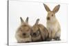 Three Young Sandy Rabbits-Mark Taylor-Stretched Canvas