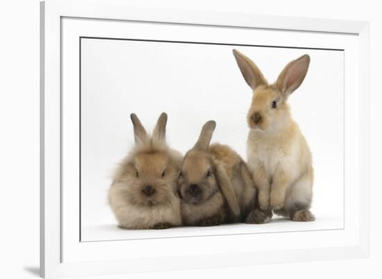 Three Young Sandy Rabbits-Mark Taylor-Framed Photographic Print