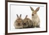 Three Young Sandy Rabbits-Mark Taylor-Framed Photographic Print