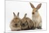 Three Young Sandy Rabbits-Mark Taylor-Mounted Photographic Print