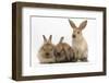 Three Young Sandy Rabbits-Mark Taylor-Framed Photographic Print