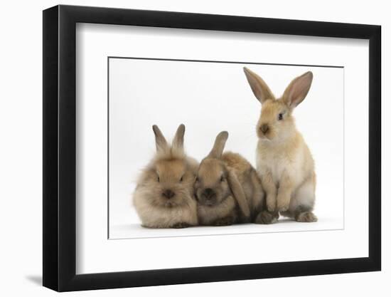 Three Young Sandy Rabbits-Mark Taylor-Framed Photographic Print