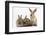 Three Young Sandy Rabbits-Mark Taylor-Framed Photographic Print