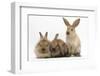 Three Young Sandy Rabbits-Mark Taylor-Framed Photographic Print