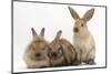 Three Young Sandy Rabbits-Mark Taylor-Mounted Photographic Print