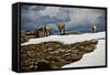 Three Young Sheep on Mt Evans, Colorado Playing in the Snow-Daniel Gambino-Framed Stretched Canvas