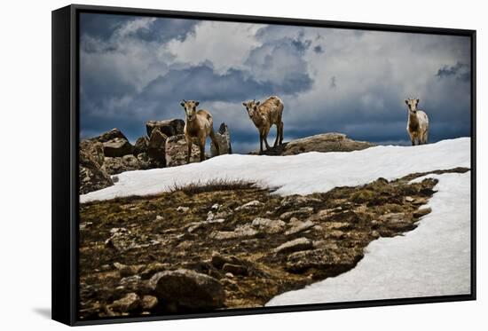 Three Young Sheep on Mt Evans, Colorado Playing in the Snow-Daniel Gambino-Framed Stretched Canvas