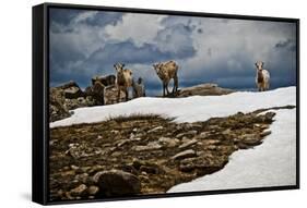 Three Young Sheep on Mt Evans, Colorado Playing in the Snow-Daniel Gambino-Framed Stretched Canvas