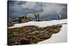 Three Young Sheep on Mt Evans, Colorado Playing in the Snow-Daniel Gambino-Stretched Canvas
