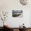 Three Young Sheep on Mt Evans, Colorado Playing in the Snow-Daniel Gambino-Photographic Print displayed on a wall