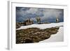 Three Young Sheep on Mt Evans, Colorado Playing in the Snow-Daniel Gambino-Framed Photographic Print