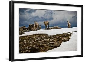 Three Young Sheep on Mt Evans, Colorado Playing in the Snow-Daniel Gambino-Framed Photographic Print