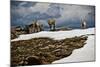 Three Young Sheep on Mt Evans, Colorado Playing in the Snow-Daniel Gambino-Mounted Photographic Print