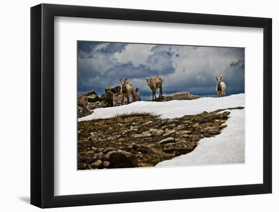 Three Young Sheep on Mt Evans, Colorado Playing in the Snow-Daniel Gambino-Framed Photographic Print