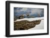 Three Young Sheep on Mt Evans, Colorado Playing in the Snow-Daniel Gambino-Framed Photographic Print