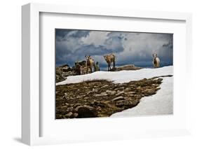 Three Young Sheep on Mt Evans, Colorado Playing in the Snow-Daniel Gambino-Framed Photographic Print