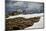 Three Young Sheep on Mt Evans, Colorado Playing in the Snow-Daniel Gambino-Mounted Photographic Print