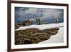 Three Young Sheep on Mt Evans, Colorado Playing in the Snow-Daniel Gambino-Framed Photographic Print