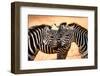 Three Zebras Kissing-worakit-Framed Photographic Print