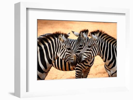 Three Zebras Kissing-worakit-Framed Photographic Print