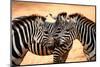 Three Zebras Kissing-worakit-Mounted Photographic Print