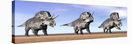 Three Zuniceratops Standing in the Desert-null-Stretched Canvas