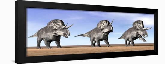 Three Zuniceratops Standing in the Desert-null-Framed Art Print
