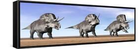 Three Zuniceratops Standing in the Desert-null-Framed Stretched Canvas