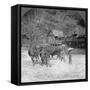 Threshing Rice, Amarapura, Burma, 1908-null-Framed Stretched Canvas