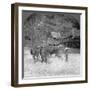 Threshing Rice, Amarapura, Burma, 1908-null-Framed Photographic Print